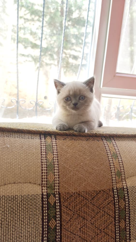 British Shorthair Sahiplendirme - Orginal British 