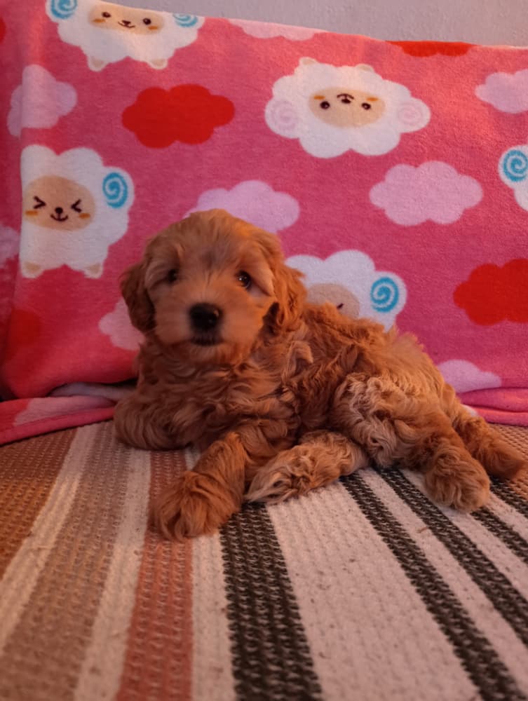 Toy Poodle Sahiplendirme - tatlı bir kız