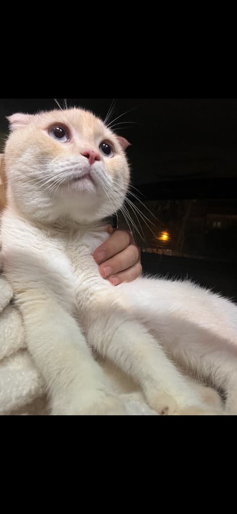 ÜCRETSİZ 2 yaşında erkek scottish