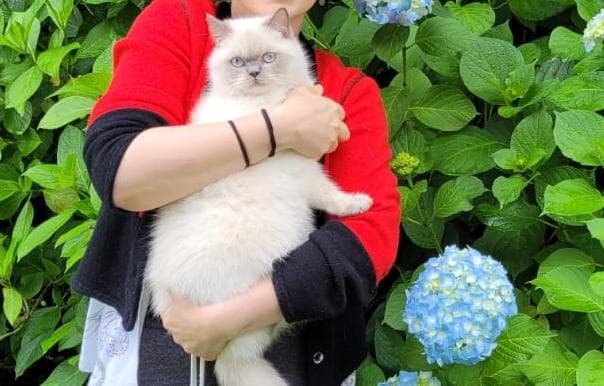 British Longhair Sahiplendirme - British longhair 