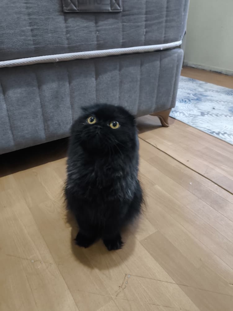 İran Kedisi Sahiplendirme - persian cat siyah