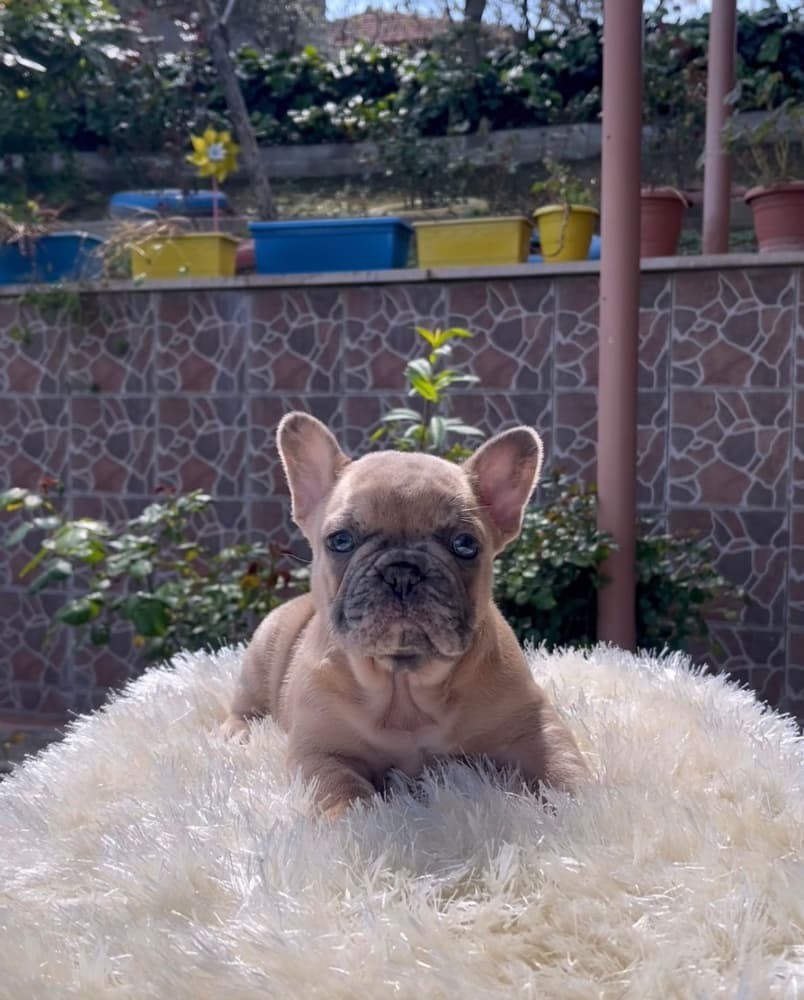 EGZOTİK FRENCH BULLDOG YAVRULARIM