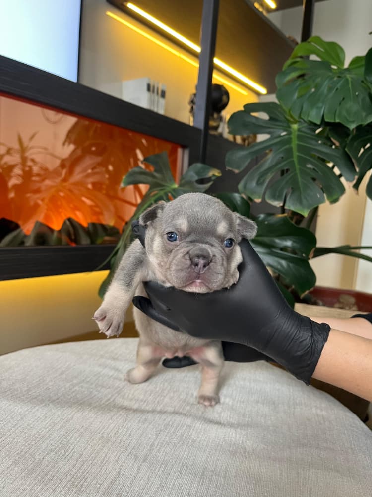 French Bulldog Sahiplendirme - RENGARENK FRENCH BULLDOG YAVRULARIM