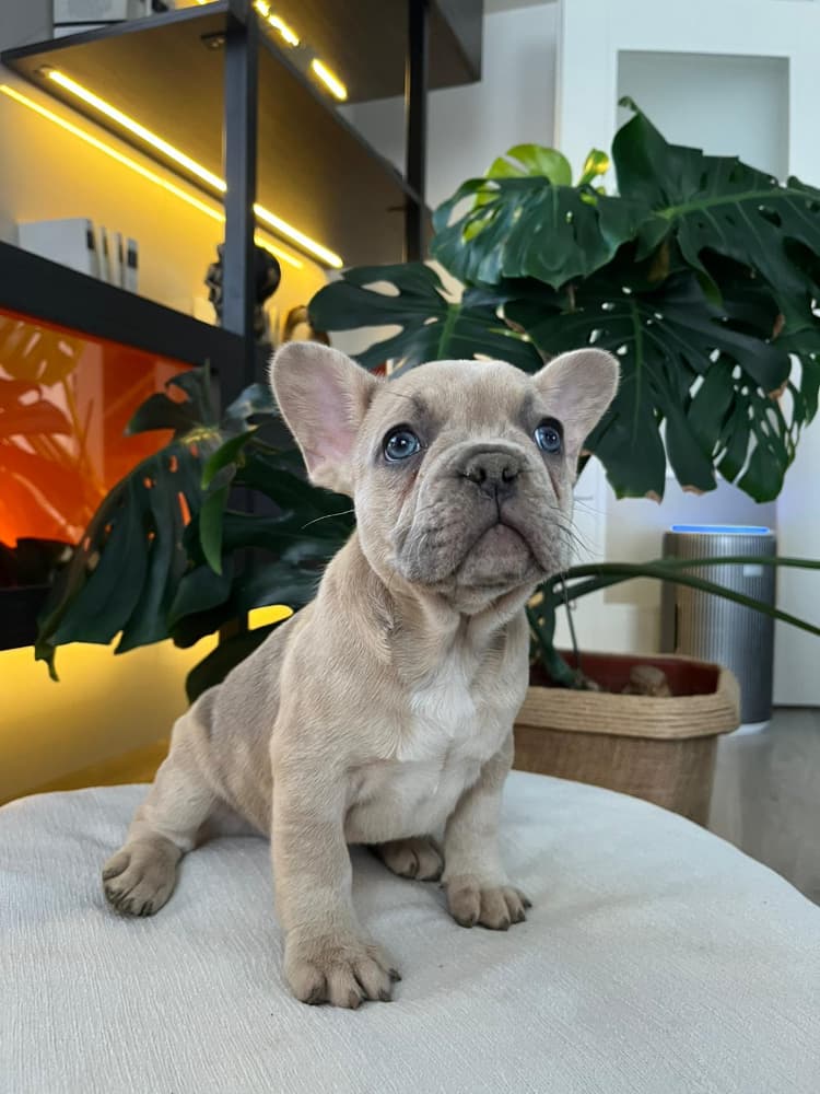 French Bulldog Sahiplendirme - EGZOTİK FRENCH BULLDOG YAVRULARIM
