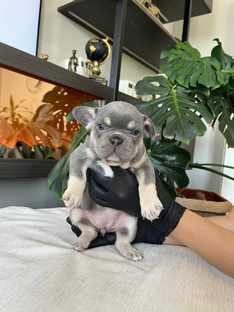 French Bulldog Sahiplendirme - RENGARENK FRENCH BULLDOG YAVRULARIM