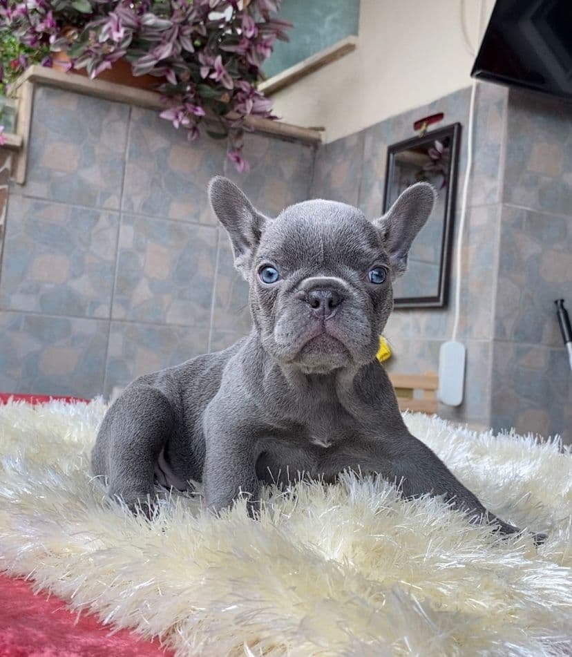 French Bulldog Sahiplendirme - BLUE FRENCH BULLDOG YAVRULARIM