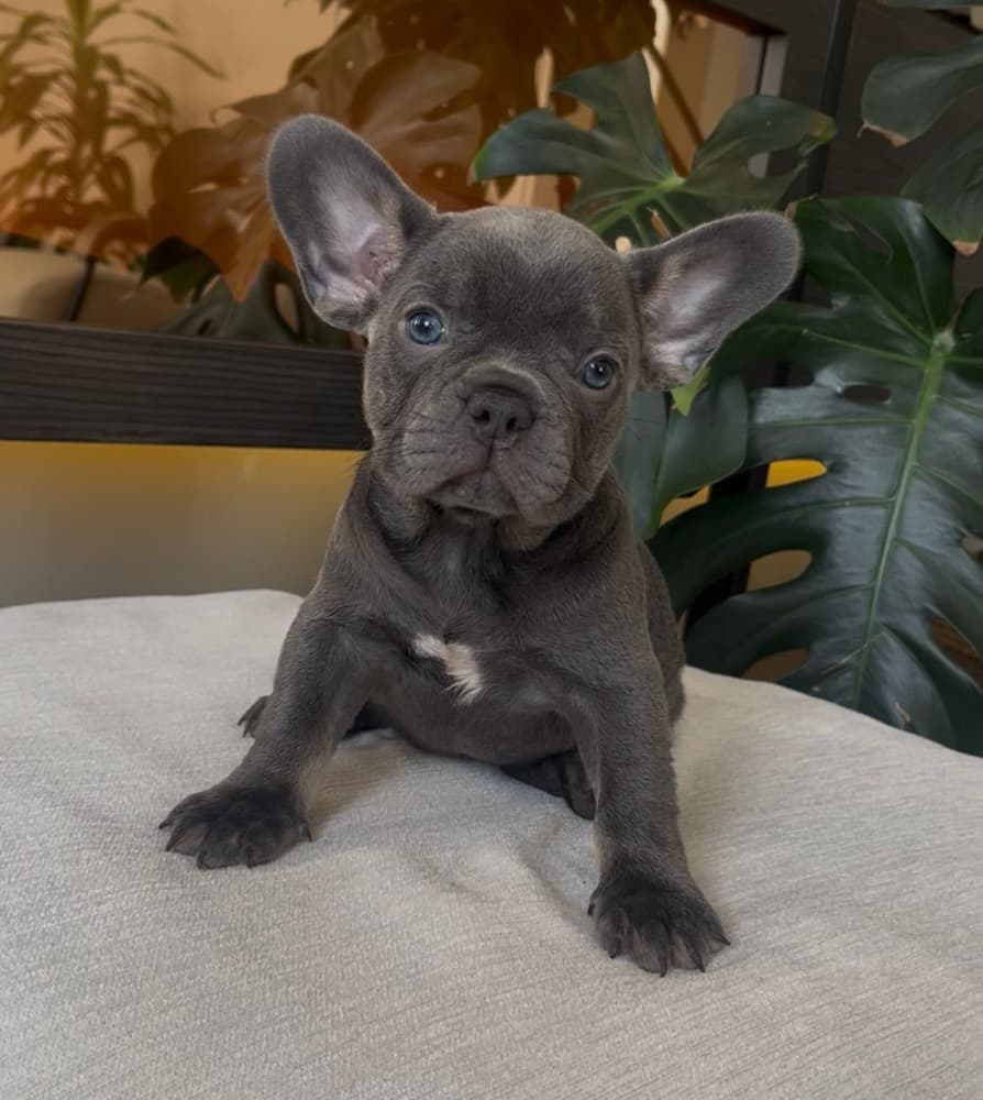 French Bulldog Sahiplendirme - RENGARENK FRENCH BULLDOG YAVRULARIM