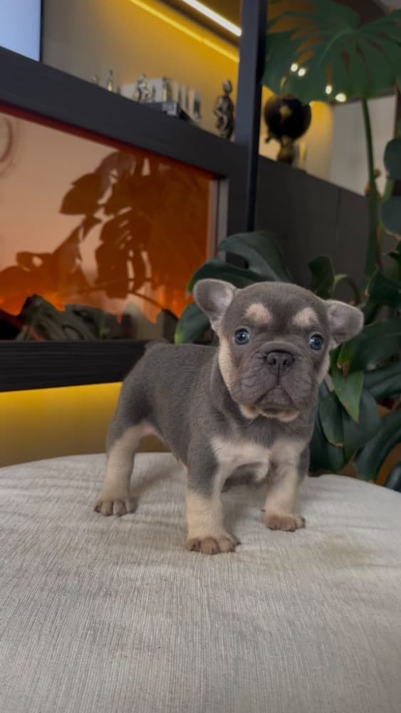 French Bulldog Sahiplendirme - REZERVEYE AÇIK FRENCH BULLDOG YAVRU
