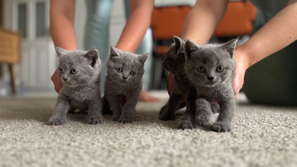 British Shorthair Sahiplendirme - 2 aylık yavrular