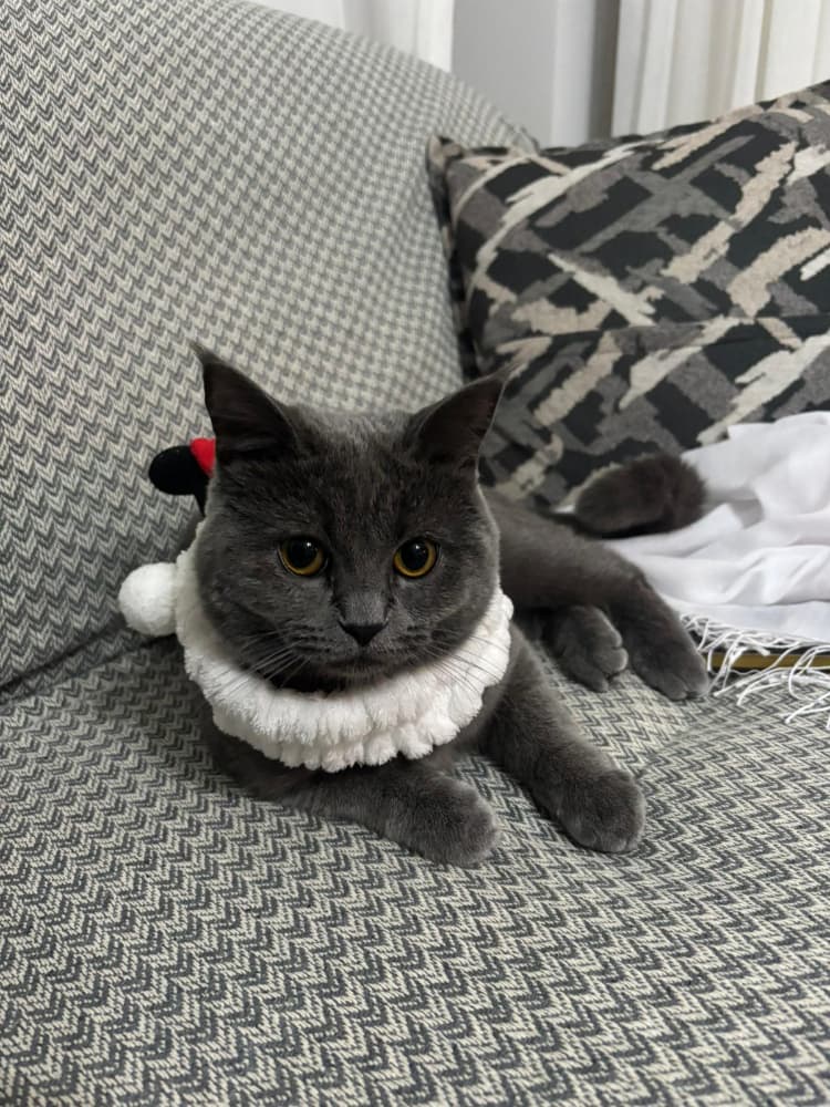 British Shorthair Sahiplendirme - ücretsiz sahiplendirme