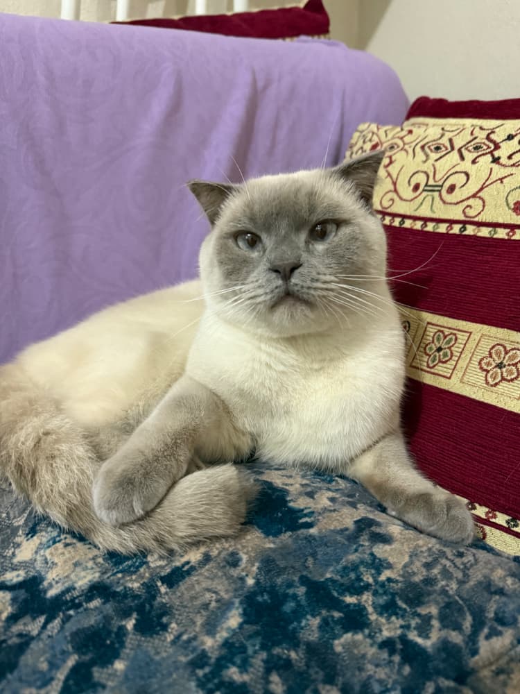 British Shorthair Sahiplendirme - Sütlacımıza yuva arıyoruz