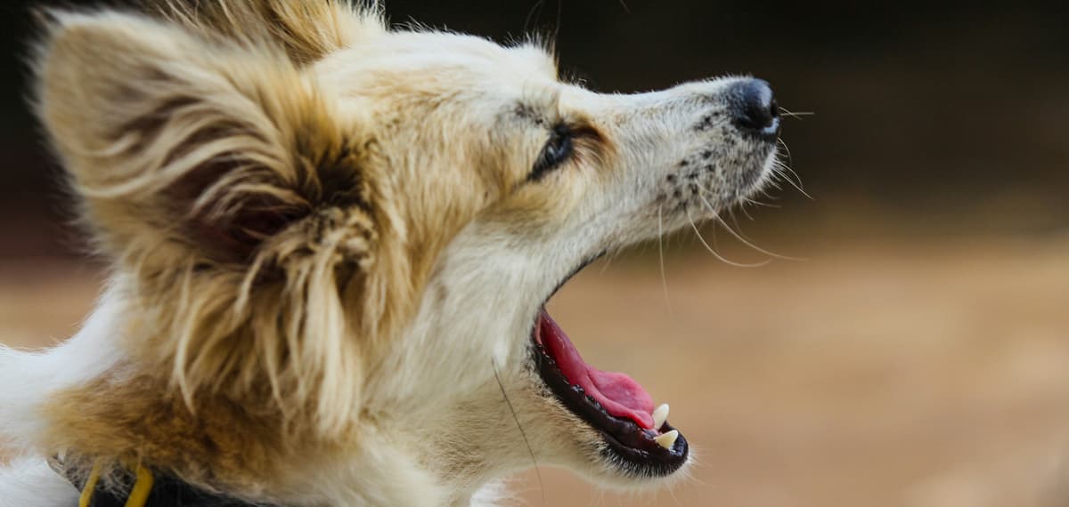 Köpeğim Neden Sürekli Havlıyor?
