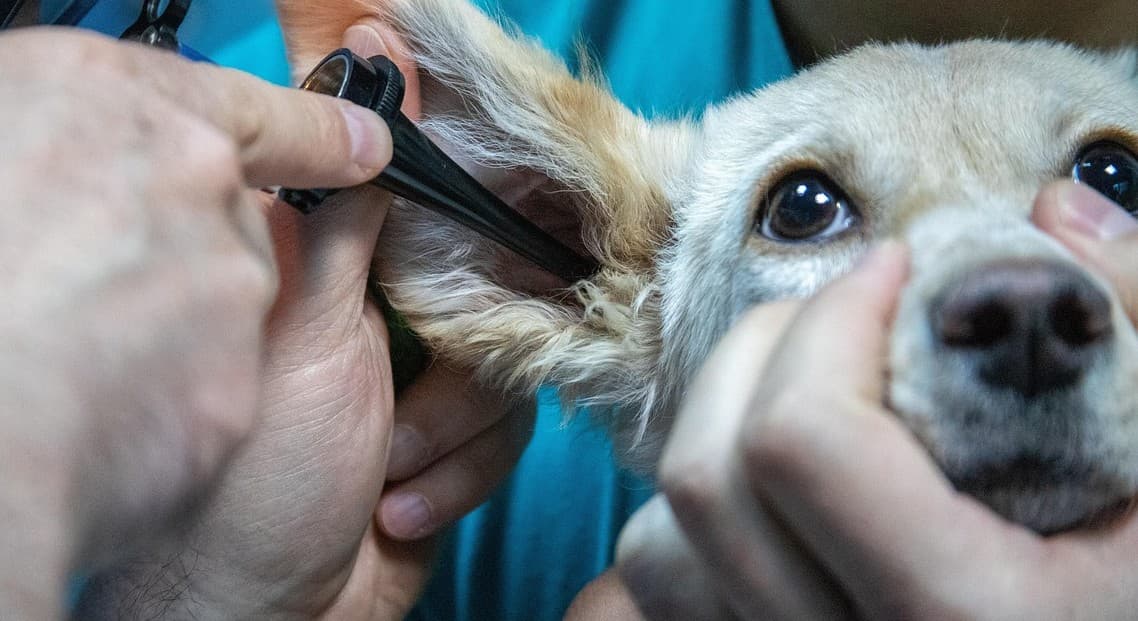 Kulakları Kokan Köpeğin Kulakları Nasıl Temizlenir?