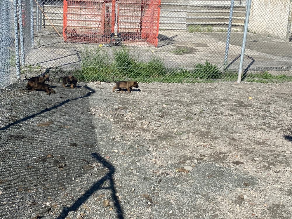 Belgian Malinois Sahiplendirme - Malino