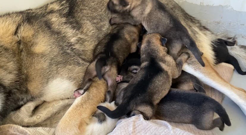Wolf Dog Hybrid Sahiplendirme - Çekeslovak 