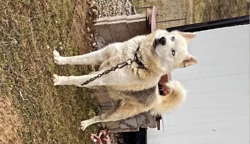 Malamut Sahiplendirme - Malamute 3 yaş erkek 