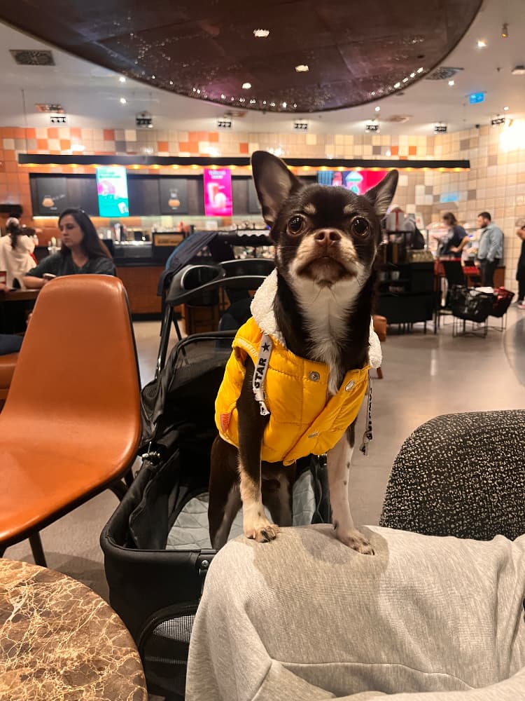 Chihuahua Sahiplendirme - 11 Aylık Erkek Chihuahua