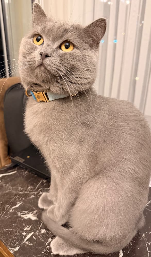 British erkek yuva arıyor