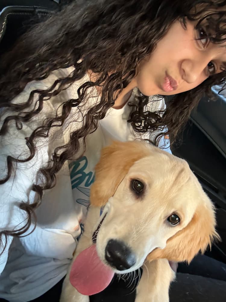 Golden Retriever Sahiplendirme - EV TASIMA YUZUNDEN ACIL SAHIPLENDIRME