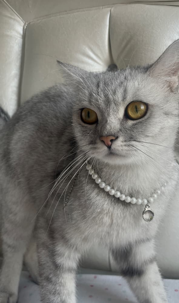 BRİTİSH SHORTHAİR 1 YASINDA DİŞİ