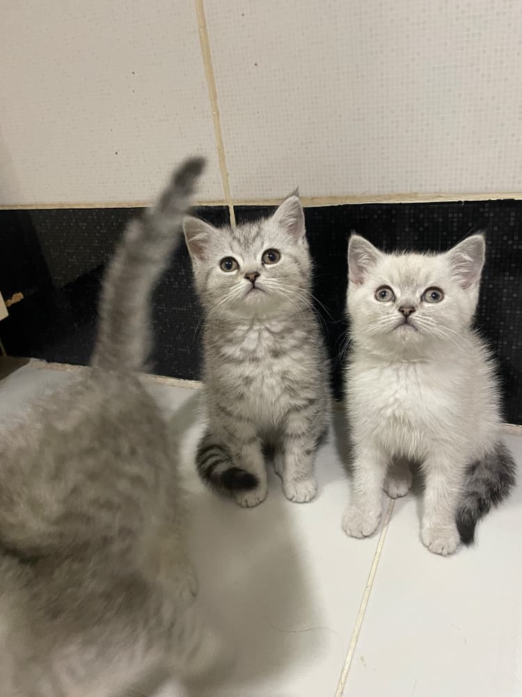 2 AYLIK CİNS YAVRULARIM