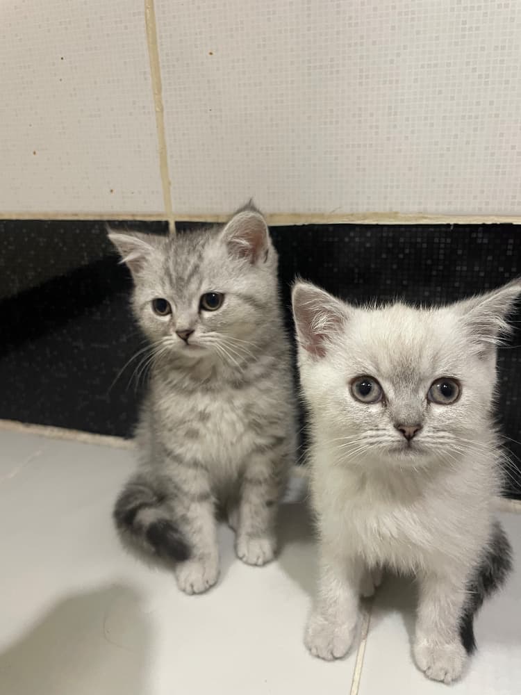 2 AYLIK BRİSİTH SHORTHAİR YAVRULAR