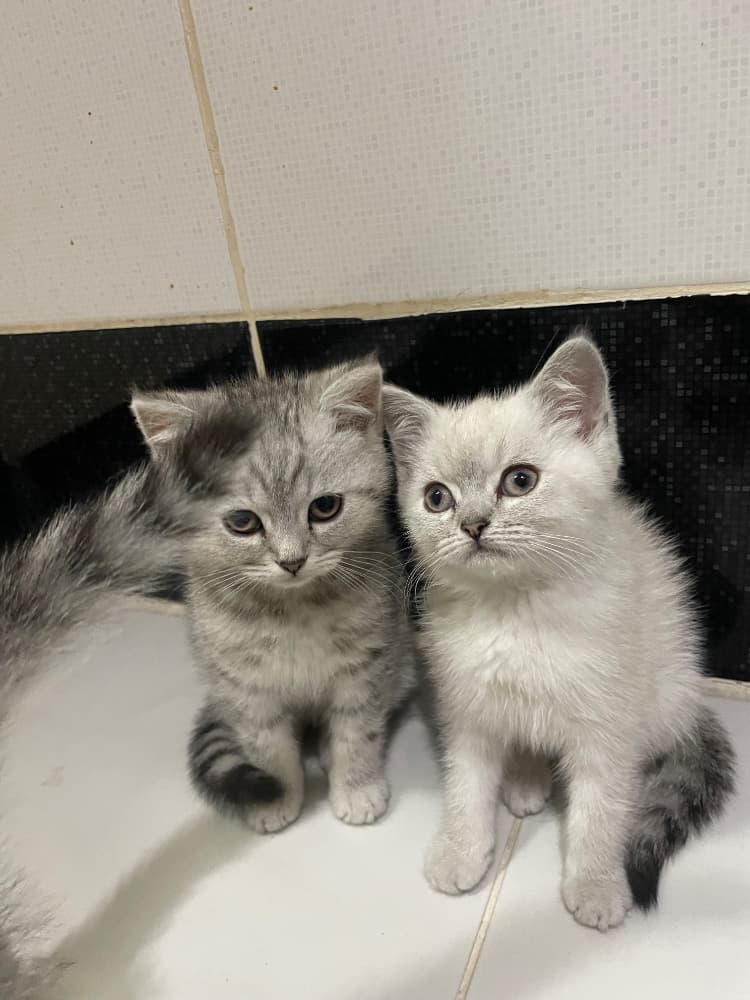 British Shorthair Sahiplendirme - 2 AYLIK BRITISH SHORTHAİR SAFKANLAR