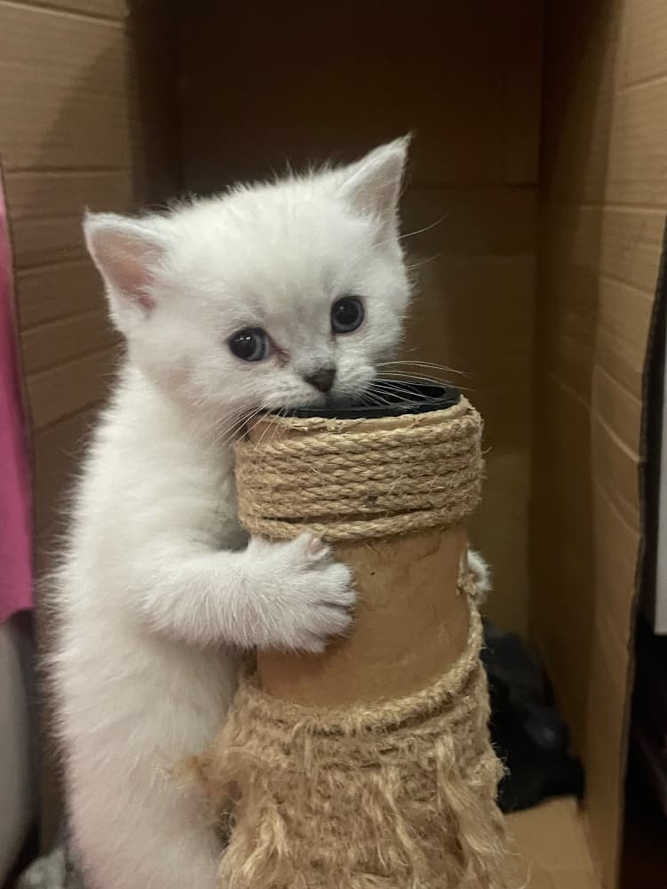 British Shorthair Sahiplendirme - Yavru british shorthairlar