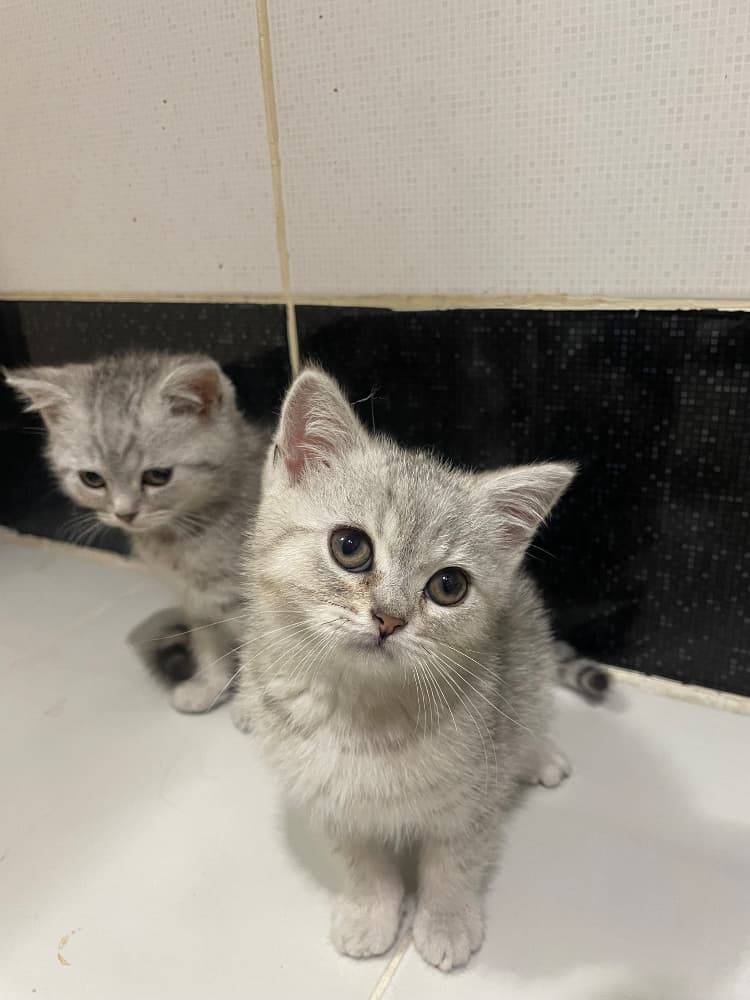 British Shorthair Sahiplendirme - 2 AYLIK BRİTİSH SHORTHAİR