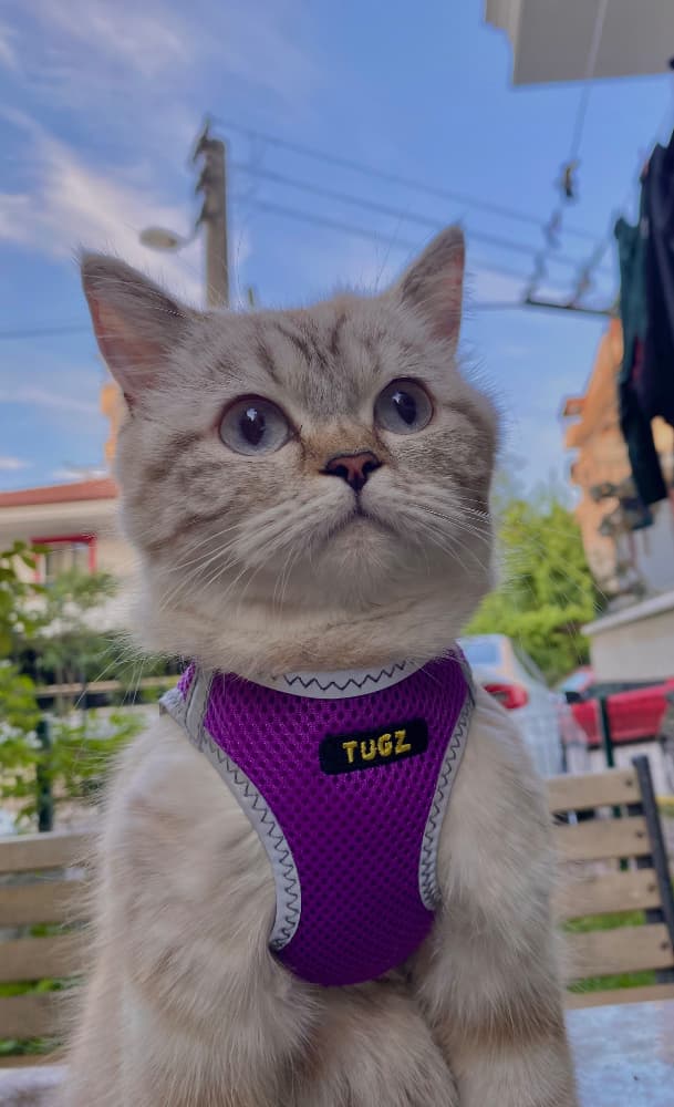 british blue point kedi