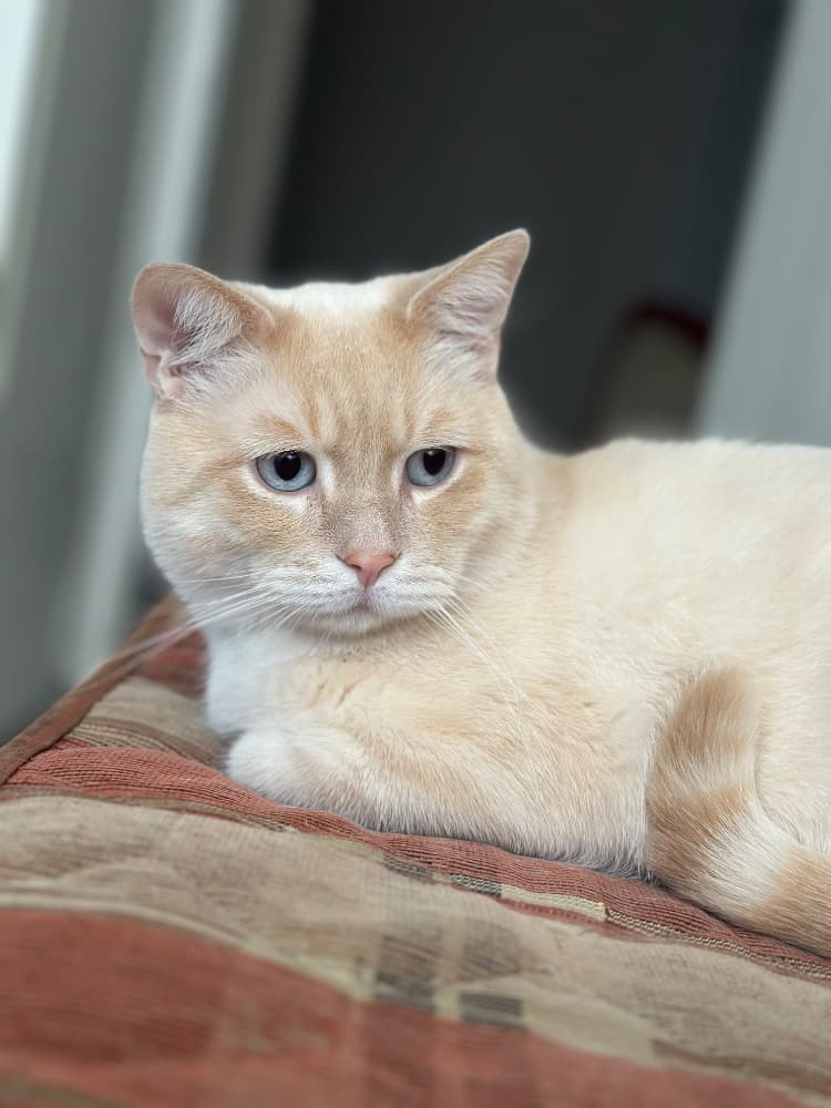 British Longhair Sahiplendirme - Acil sahiplendirme