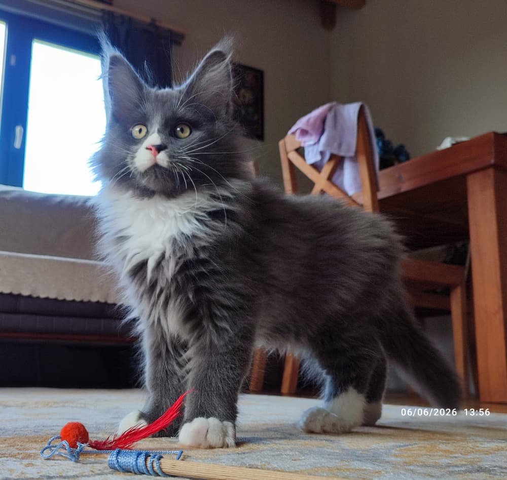 Maine Coon Sahiplendirme - 3 aylık yavru dev tüm aşıları tamam