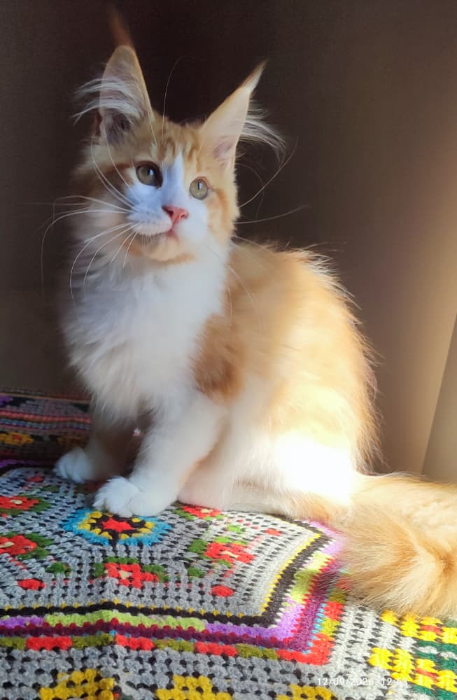 Maine Coon Satış - XXL cüsse mükemmel profil safkan 