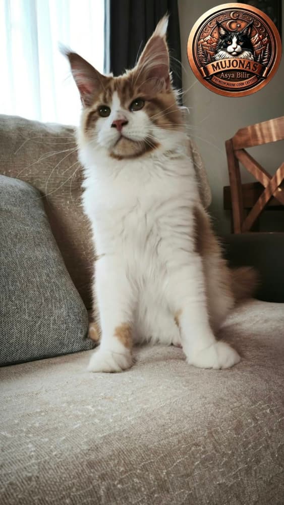 Maine Coon Satış - XXL Polidaktil Maine Coon